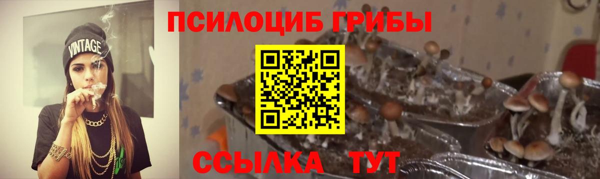 Сланцы  Галлюциногенные грибы Cubensis  Вход с VPN 